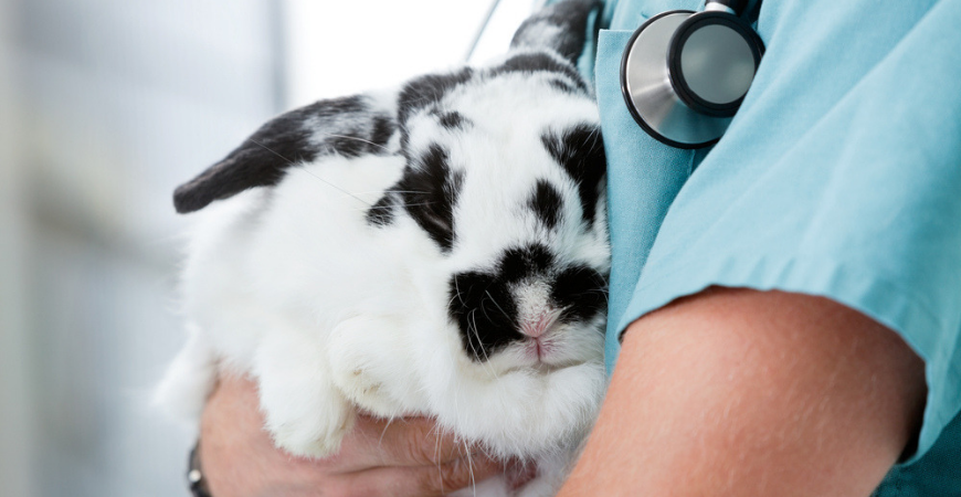 konijn bij dierenarts