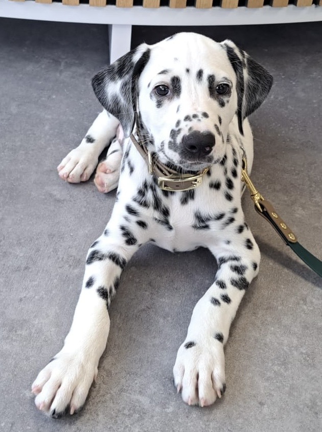dalmatier puppy