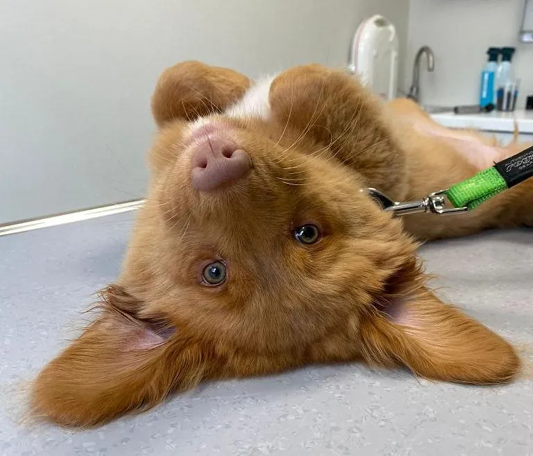 leuke pup die op de kop ligt op de behandeltafel