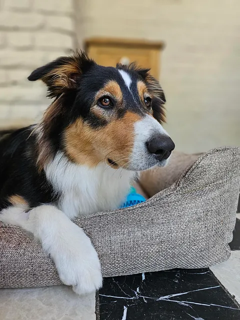 Knuffelende hond met kat