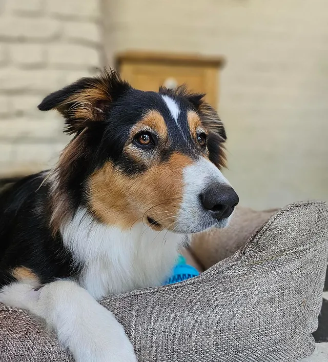 Knuffelende hond met kat