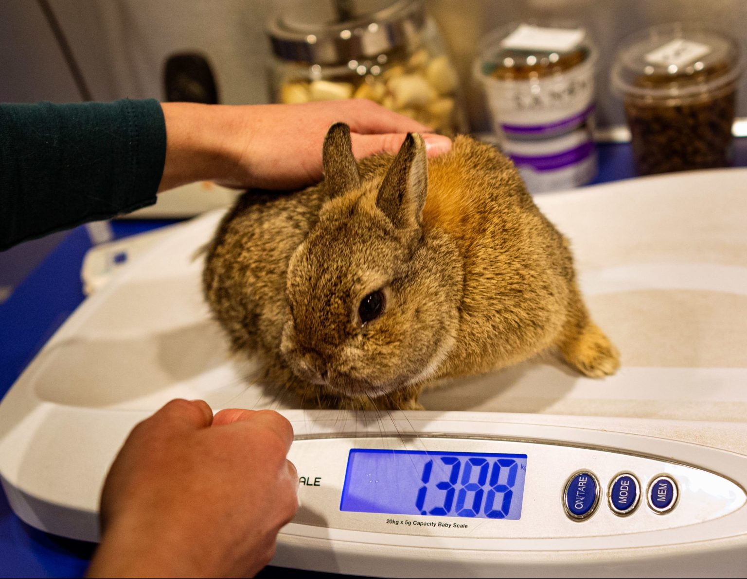 konijn op de weegschaal