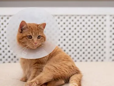 Kat met een kraag