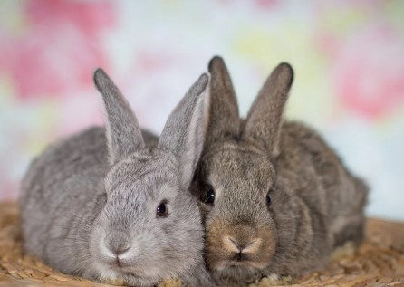 2 verliefde konijntjes